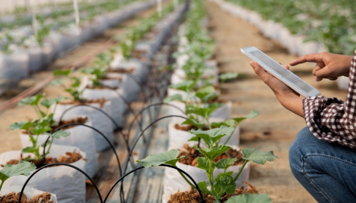 Técnico Auxiliar En Producción Vegetal Intensiva